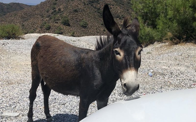 Marmaris Koca Ada'daki eşek esrarı! Tekneleri görünce anırıyordu - Resim: 2