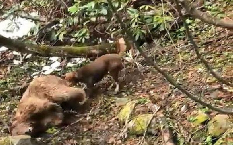 Vahşet! Can çekişen ayıyı köpeklere parçalattı! - Resim: 2