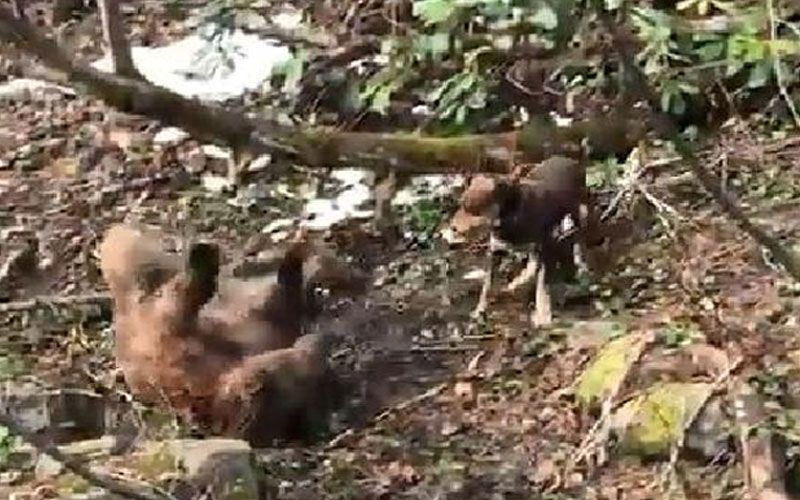 Vahşet! Can çekişen ayıyı köpeklere parçalattı! - Resim: 3