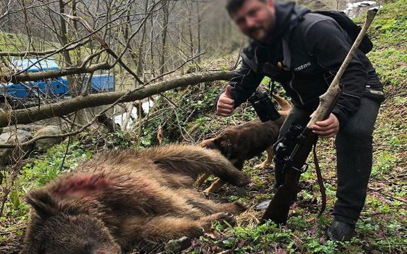 Vahşet! Can çekişen ayıyı köpeklere parçalattı! - Resim: 4