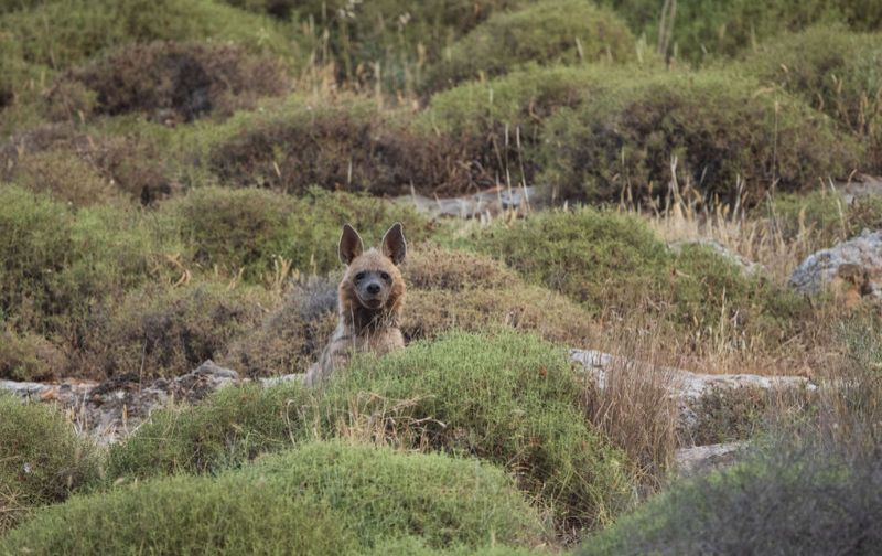 Hatay'da görüntülendi! Dünyada kırmızı listede - Resim: 1