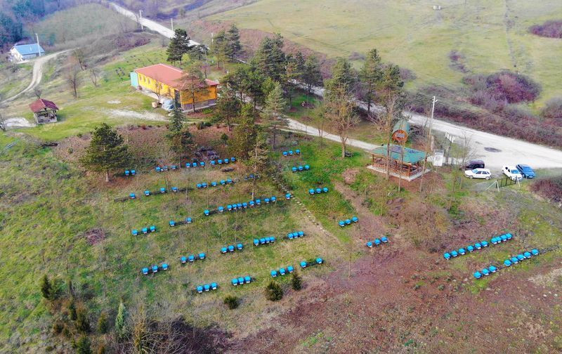 Çöpe atılıyordu! Düzce'de şimdi fiyatı dudak uçuklatıyor virüse iyi geliyor - Resim: 3