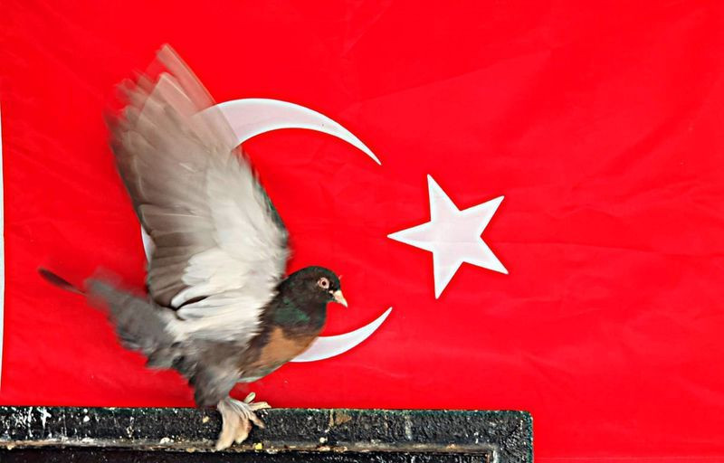 Saddam Hüseyin’in de beslediği güvercinin fiyatı dudak uçuklattı! Aylık masrafı 2 bin lira - Resim: 1