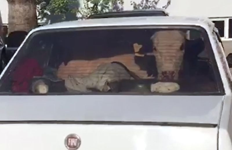 Kaçan arabadan iki inek çıktı jandarmayı dumur eden olay - Resim: 4