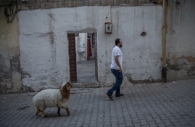 En yakın arkadaşı kuzu beraber kahvehaneye bile gidiyorlar - Resim: 1