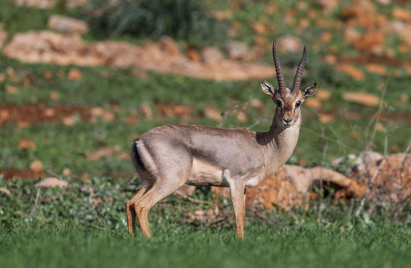 Hatay'da görüntülendi! Dünyada kırmızı listede - Resim: 2