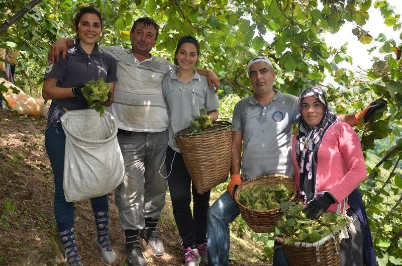 Ordu'da fındık hasatı erken başladı - Resim: 1