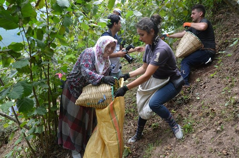 Ordu'da fındık hasatı erken başladı - Resim: 2