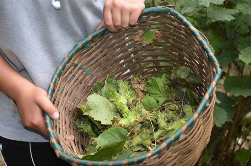 Ordu'da fındık hasatı erken başladı - Resim: 3