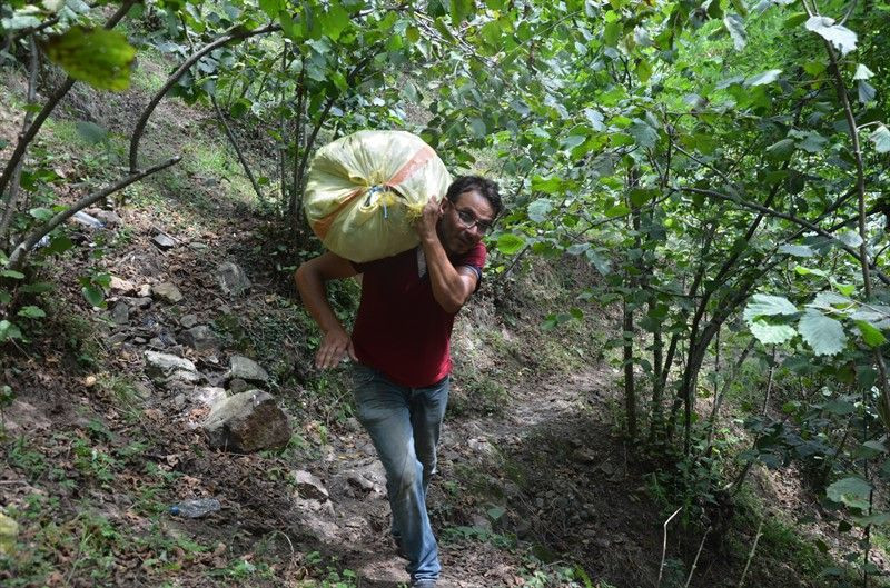 Ordu'da fındık hasatı erken başladı - Resim: 4