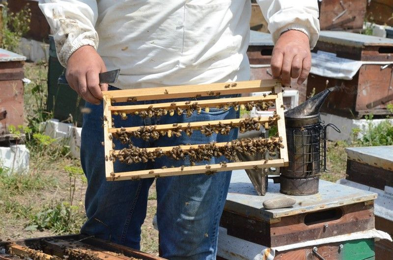 Gramla üretiliyor kilosu 10 bin liraya satılıyor! Yurt dışından talep var - Resim: 3