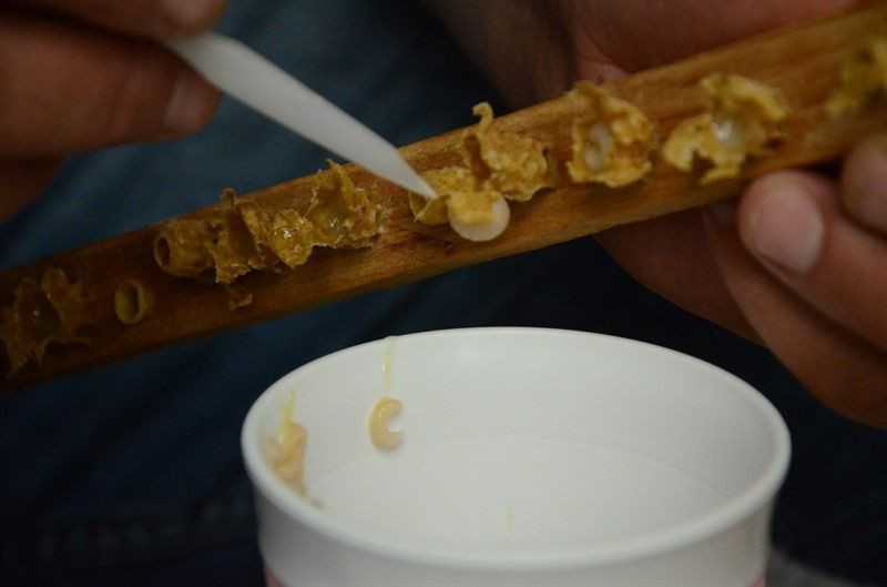 Gramla üretiliyor kilosu 10 bin liraya satılıyor! Yurt dışından talep var - Resim: 4