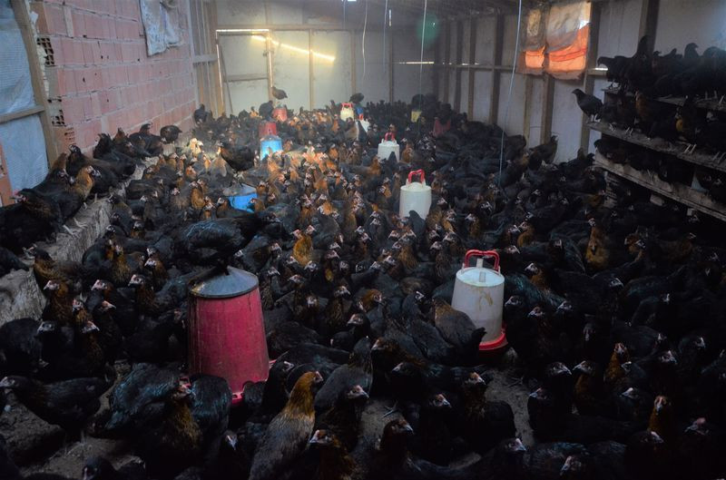 Ordu'da hobi olarak başladı! Aylık kazancı dudak uçuklatıyor - Resim: 2