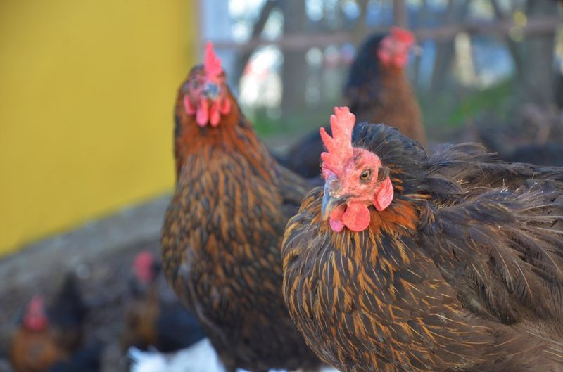 Ordu'da hobi olarak başladı! Aylık kazancı dudak uçuklatıyor - Resim: 4