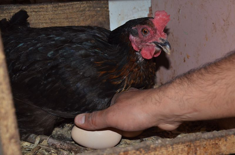 Ordu'da hobi olarak başladı! Aylık kazancı dudak uçuklatıyor - Resim: 3