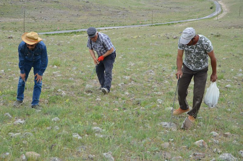 Konya Ereğli'de taş ve otların altına tek tek bakıyorlar kilosu 80 liradan satılıyor - Resim: 1