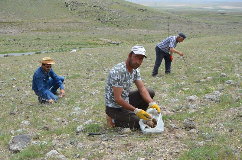 Konya Ereğli'de taş ve otların altına tek tek bakıyorlar kilosu 80 liradan satılıyor - Resim: 2