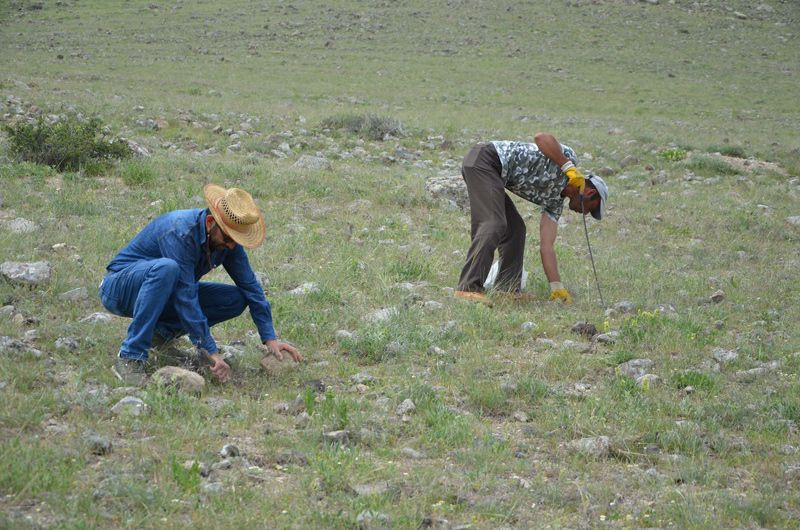 Konya Ereğli'de taş ve otların altına tek tek bakıyorlar kilosu 80 liradan satılıyor - Resim: 3