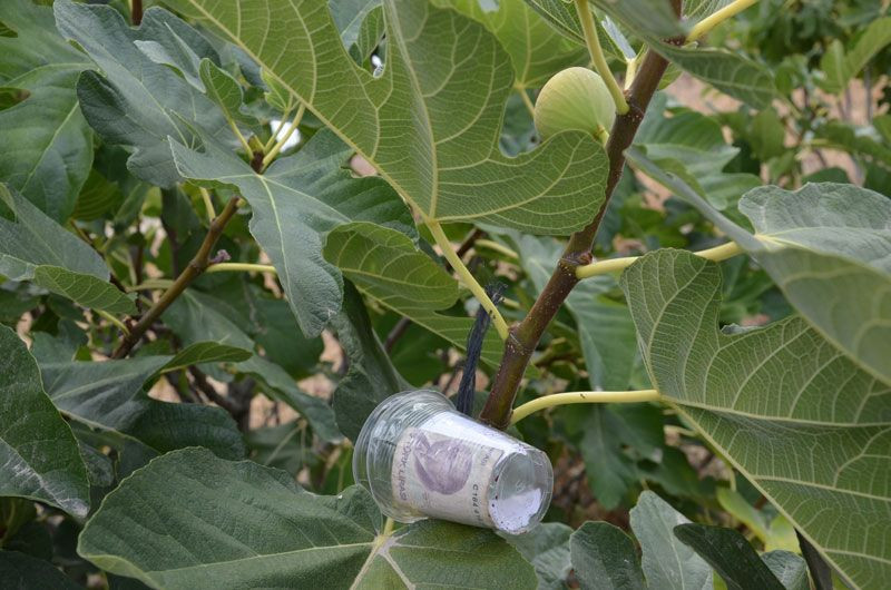 İncir ağacına bırakılan not tarla sahibini çok şaşırttı - Resim: 4