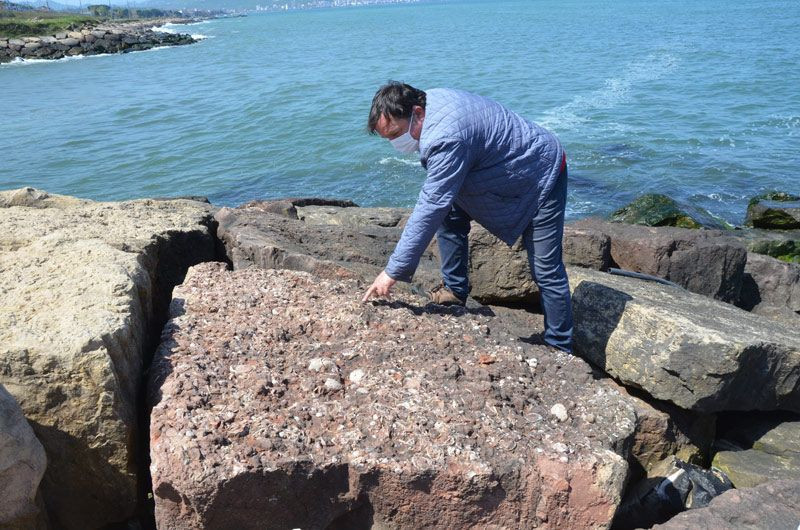 Ordu'da emekli coğrafya öğretmeni kayalıklarda keşfetti en az 15 tür var - Resim: 1