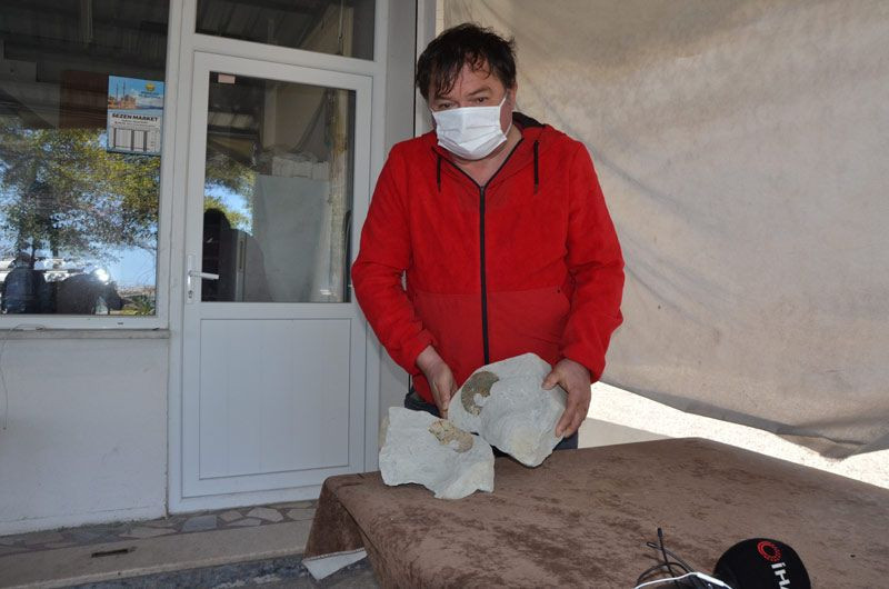 Ordu'da emekli coğrafya öğretmeni kayalıklarda keşfetti en az 15 tür var - Resim: 2