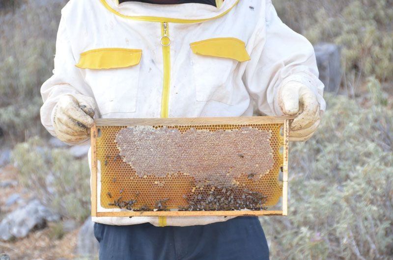 Antalya Akseki'de 2 bin metre yükseklikte kovandan çıkmadan satılıyor - Resim: 1