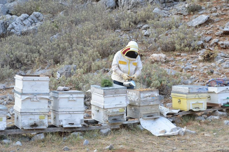 Antalya Akseki'de 2 bin metre yükseklikte kovandan çıkmadan satılıyor - Resim: 3
