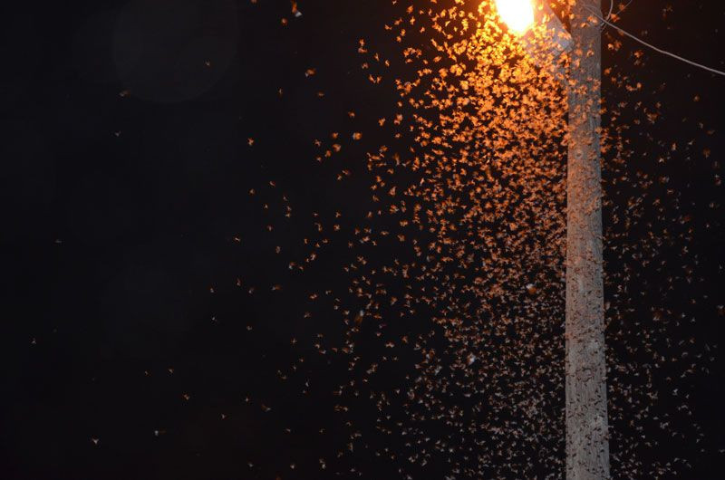 Şırnak’ın Beytüşşebap ilçesini istila ettiler vatandaşlar gece dışarı çıkamadı - Resim: 4