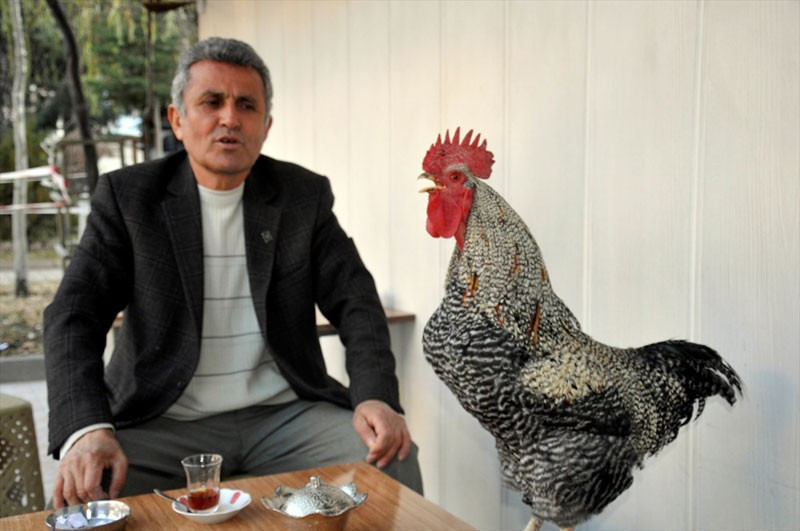 Horozu yakın arkadaşı oldu şu fotoğraflara bakın! - Resim: 1