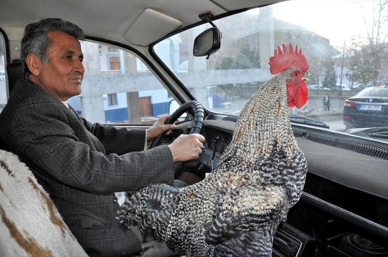 Horozu yakın arkadaşı oldu şu fotoğraflara bakın! - Resim: 4