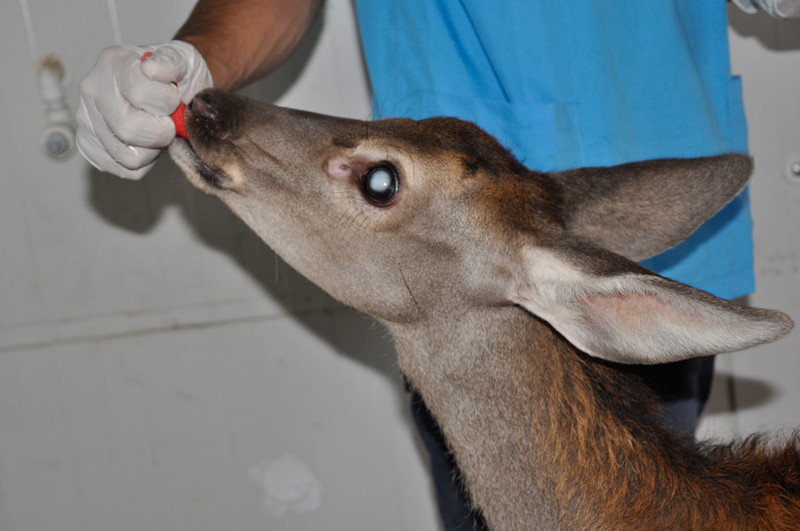 Afyon Kocatepe Üniversitesi'nden bir ilk 'Geyik yavrusuna katarakt ameliyatı' - Resim: 1