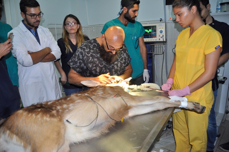 Afyon Kocatepe Üniversitesi'nden bir ilk 'Geyik yavrusuna katarakt ameliyatı' - Resim: 3