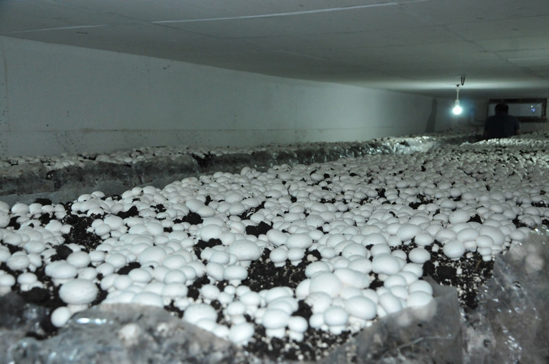 Memur olamadı ama şimdi 2 ev geçindiriyor - Resim: 4