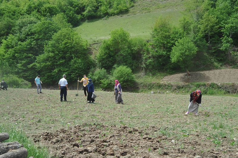 Türkiye'de sadece burada yetişiyor pazara inmeden tarlada satılıyor - Resim: 1