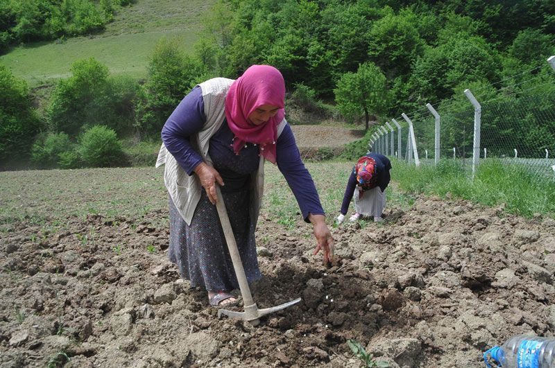 Türkiye'de sadece burada yetişiyor pazara inmeden tarlada satılıyor - Resim: 2