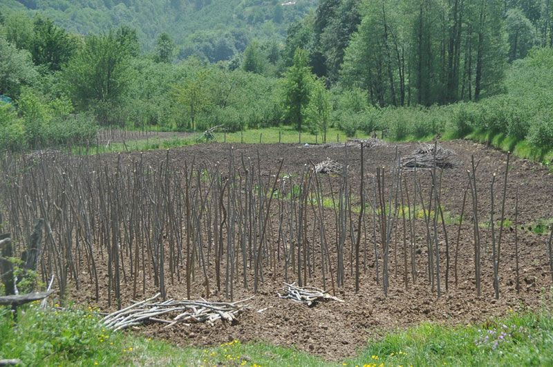 Türkiye'de sadece burada yetişiyor pazara inmeden tarlada satılıyor - Resim: 3