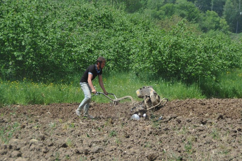 Türkiye'de sadece burada yetişiyor pazara inmeden tarlada satılıyor - Resim: 4