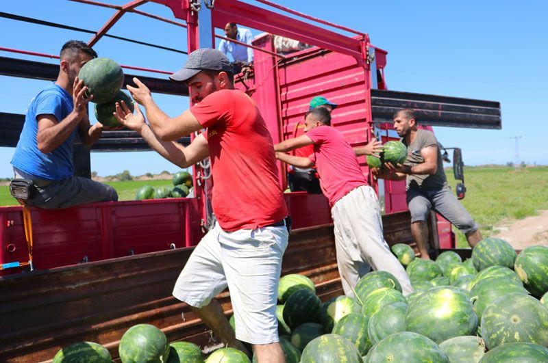 Adana'da sıcağın altında günde 200 ton karpuz yüklüyorlar - Resim: 2
