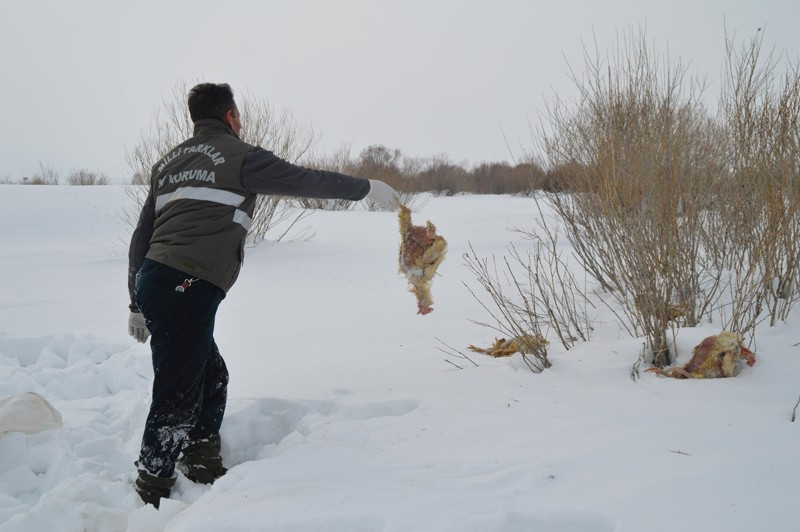 Ağrı'da aç kurtlar köpeği götürünce - Resim: 1