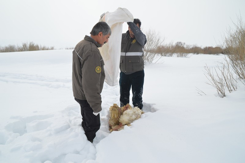 Ağrı'da aç kurtlar köpeği götürünce - Resim: 2