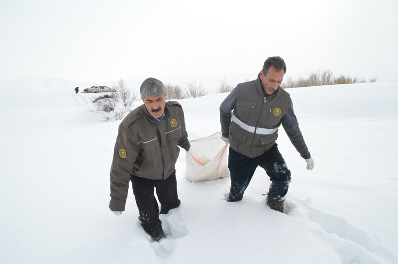 Ağrı'da aç kurtlar köpeği götürünce - Resim: 3