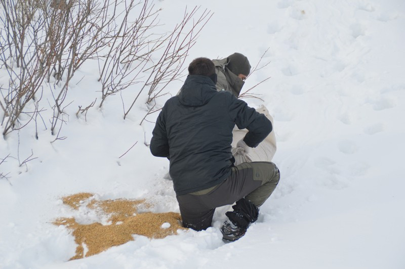 Ağrı'da aç kurtlar köpeği götürünce - Resim: 4