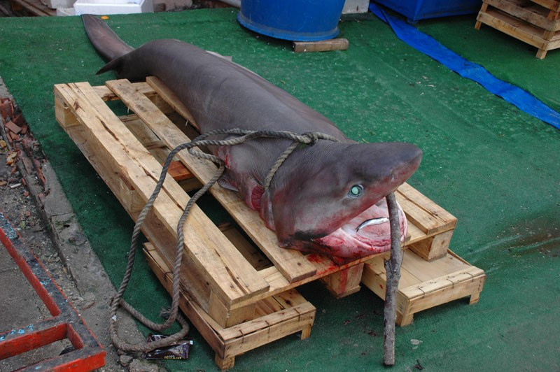 Marmara Denizi'nde çıkan balığa bakın! - Resim: 1