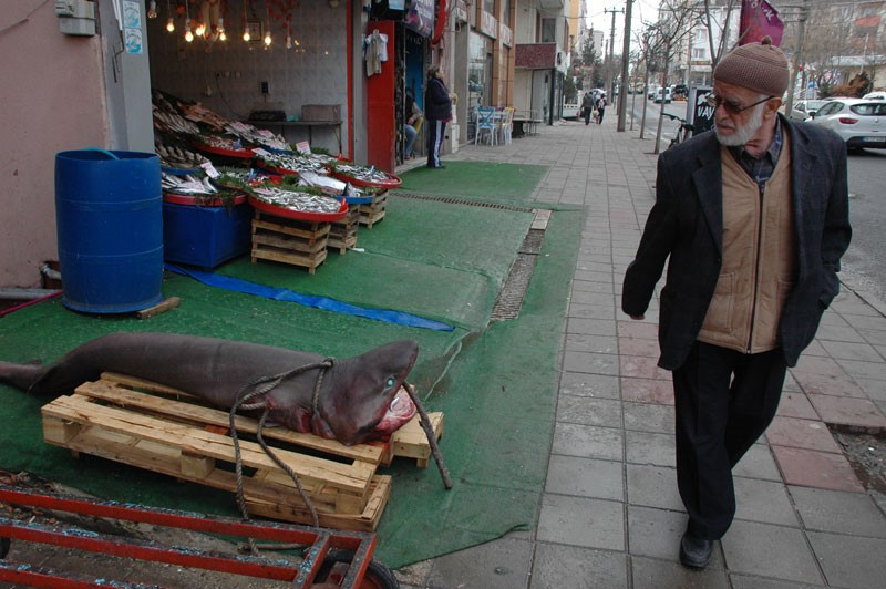 Marmara Denizi'nde çıkan balığa bakın! - Resim: 2
