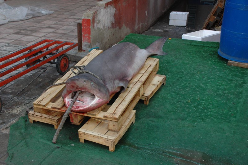 Marmara Denizi'nde çıkan balığa bakın! - Resim: 3