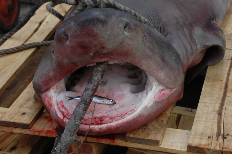 Marmara Denizi'nde çıkan balığa bakın! - Resim: 4