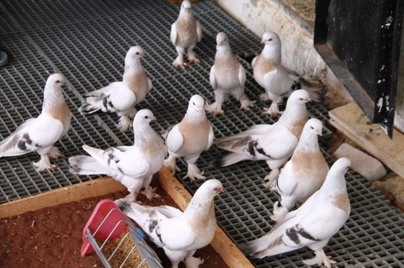 Saddam Hüseyin’in de beslediği güvercinin fiyatı dudak uçuklattı! Aylık masrafı 2 bin lira - Resim: 2
