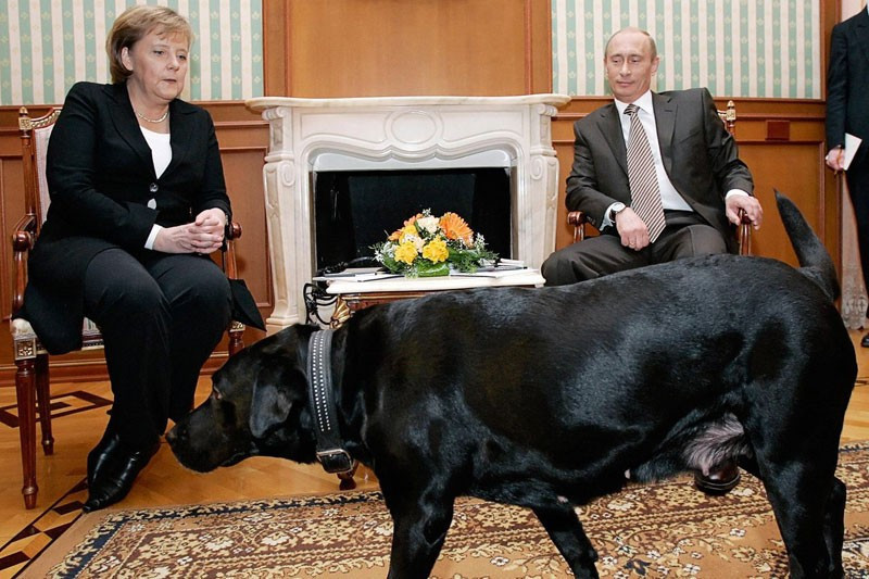 Putin Merkel'in fobisinden yararlandı köpekle korkuttu! - Resim: 1