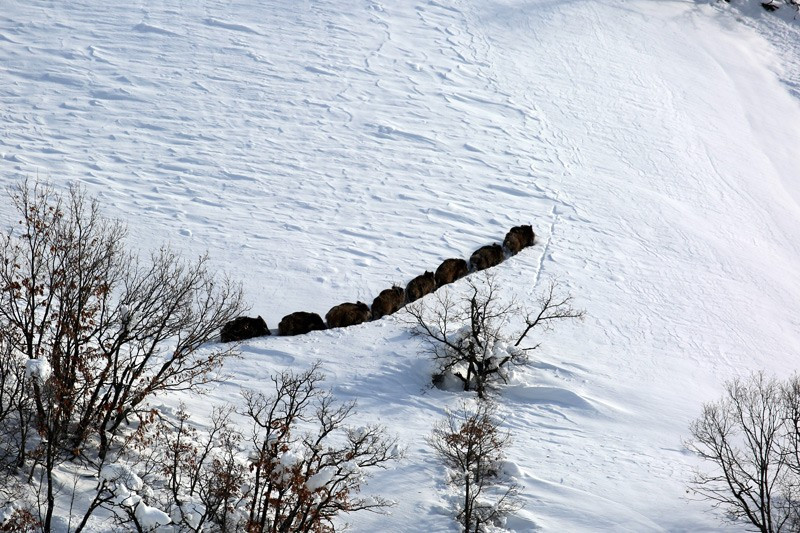 Tunceli'de aç kalan domuzlar şehre indi - Resim: 1