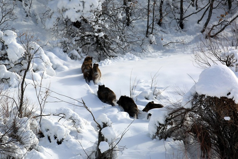 Tunceli'de aç kalan domuzlar şehre indi - Resim: 2